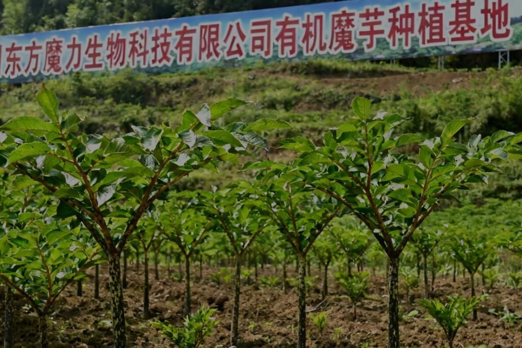 Vom Bauernhof zur Fabrik: Wie Eastern Morning (Sichuan Moli) die Konsistenz jeder Charge Konjak-Reis sicherstellt