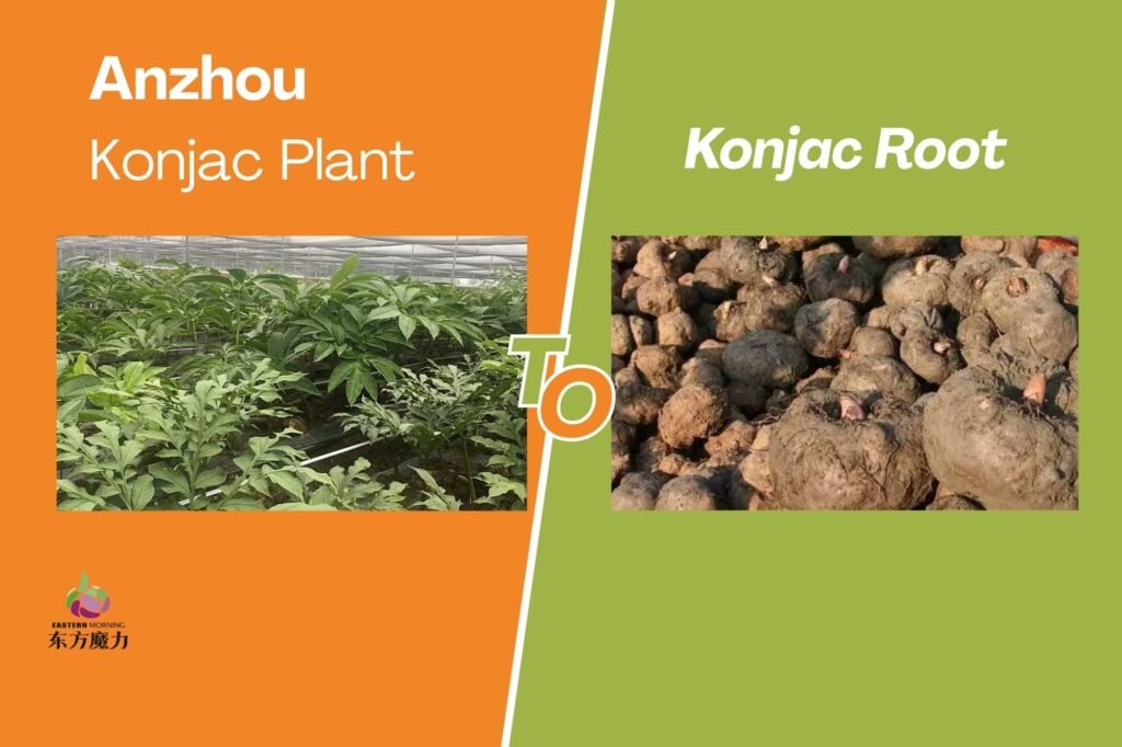 Sourcing Excellence: Wie Chinas regionale Cluster die globale Konjak-Lieferkette bestimmen