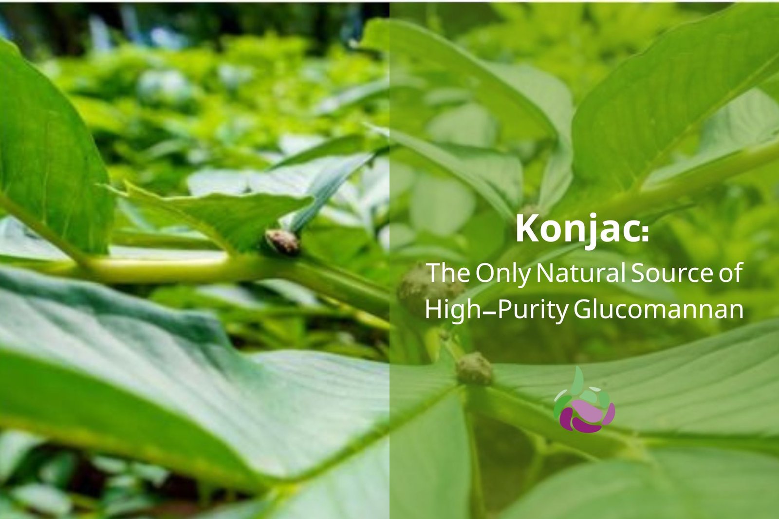 Amorphophallus Planta konjac que crece en montañas de gran altitud