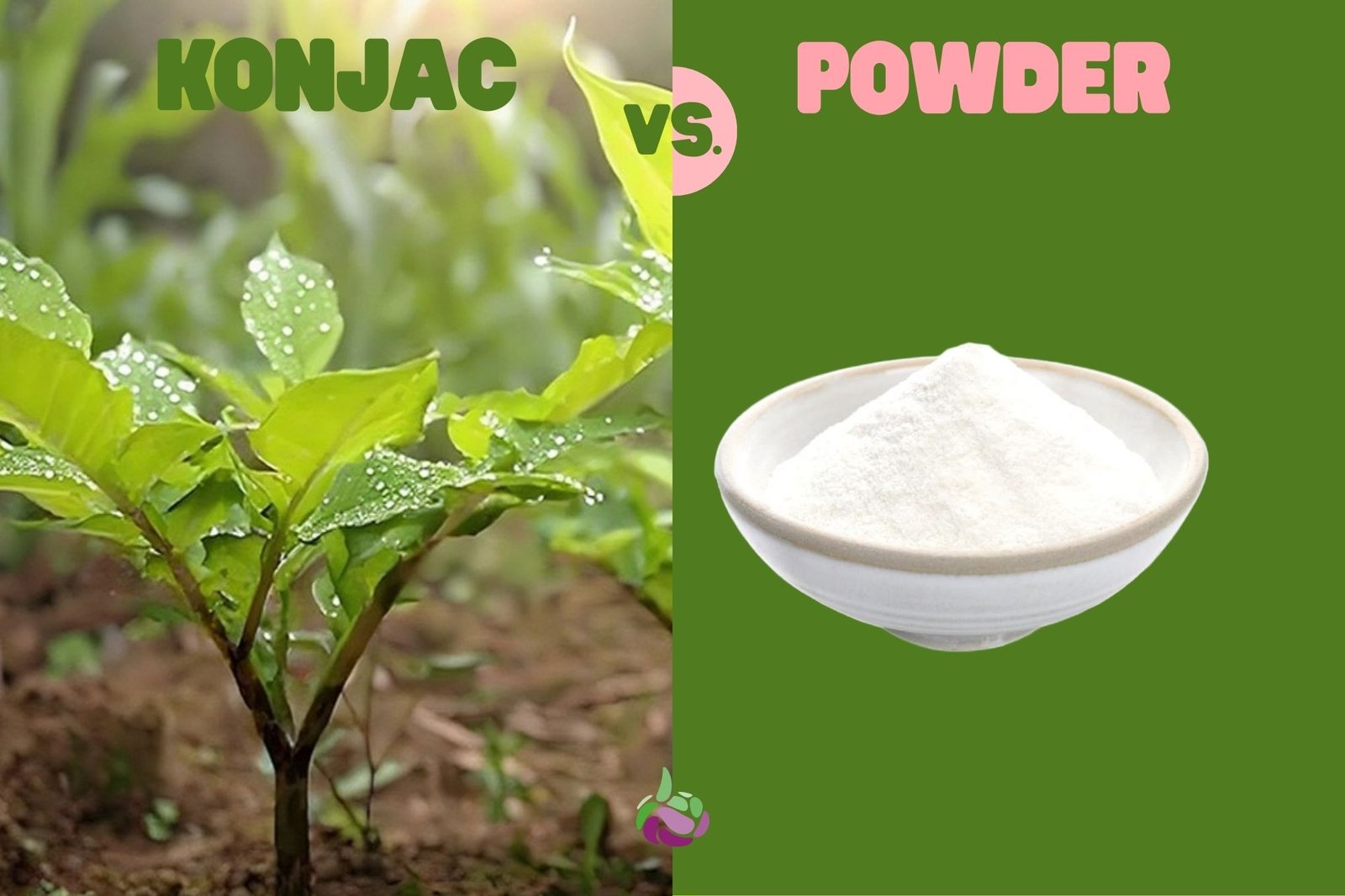 Konjac plant and glucomannan powder
