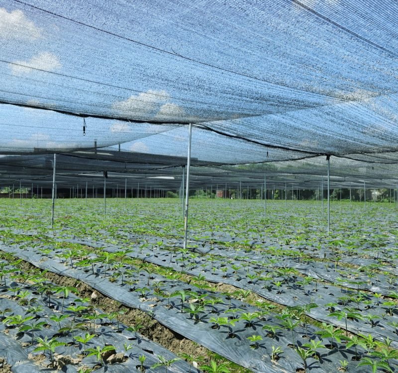 Stable raw material supply for large-scale production