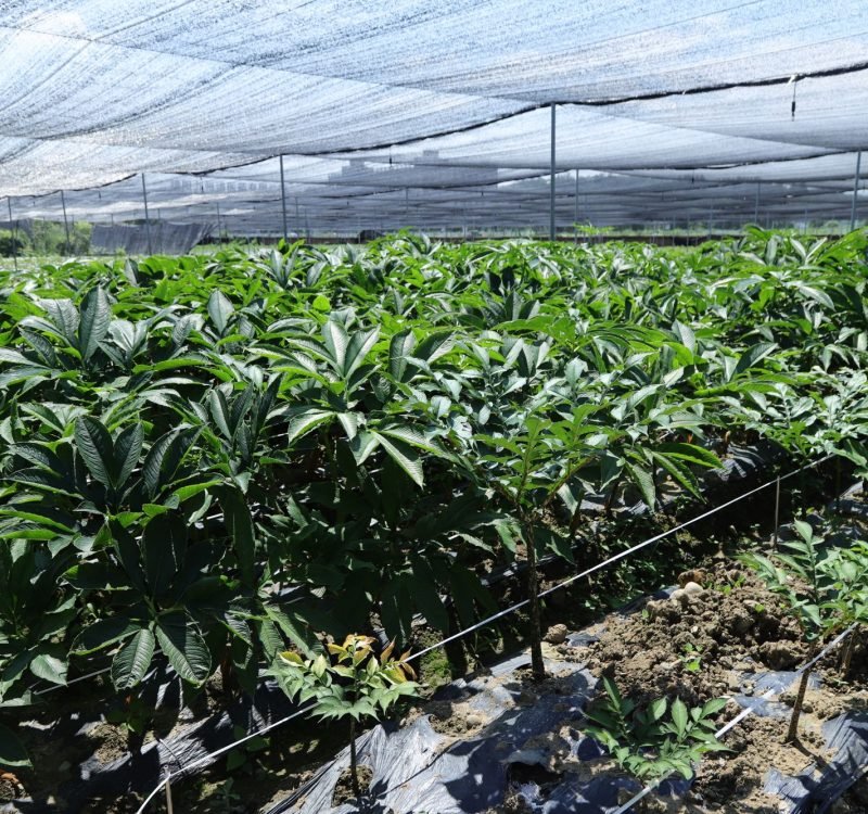 harvesting for consistent quality